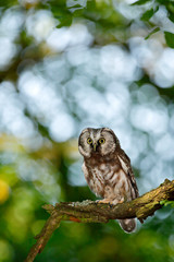 Small bird in the wood. Boreal owl, Aegolius funereus, sitting on the tree branch in green forest background. Owl hidden in green forest vegetation. Bird in nature. Wildlife of Germany.
