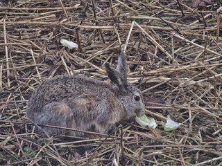 Tame European hare eating cabbage. Animal portrait.