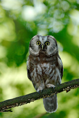 Boreal owl, Aegolius funereus, sitting on the tree branch in green forest background. Owl hidden in green forest vegetation. Bird in nature. Wildlife of Germany. Small bird in the wood.