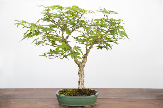 Acer palmatum arakawa bonsai bonsai on a wooden table and white background