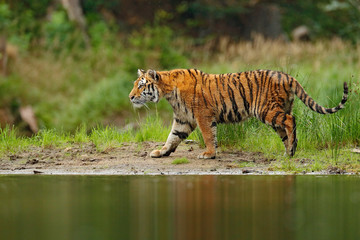 Fototapeta premium Amur tiger walking in river water. Danger animal, tajga, Russia. Animal in green forest stream. Grey stone, river droplet. Siberian tiger splash water. Tiger wildlife scene, wild cat, nature habitat.