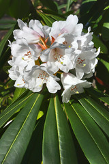 White rhododendron flowers. Wonderful white flowers in the garden bloom in the spring.