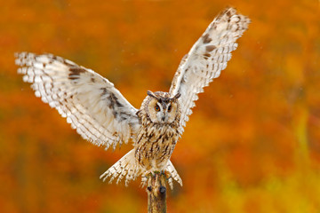 Owl in orange autumn leaves forest. Long-eared Owl with orange oak leaves during autumn. Bird in the nature habitat. Fall orange forest with wild owl. Cute bird in the nature. Owl with open wings.