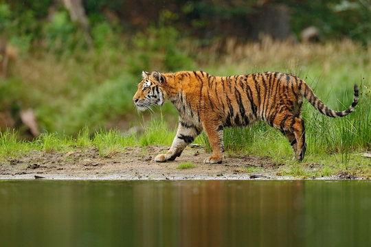 Fototapeta Amur tiger walking in river water. Danger animal, tajga, Russia. Animal in green forest stream. Grey stone, river droplet. Siberian tiger splash water. Tiger wildlife scene, wild cat, nature habitat.