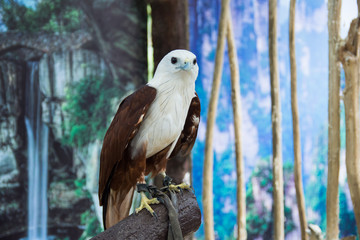 Brahminy Kite that can be found in the coastal and mangrove areas in India, Southeast Asia and Australia.