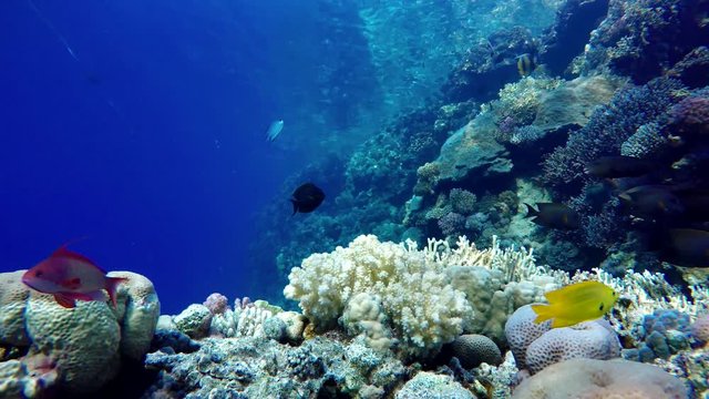 Coral reef, tropical fish. Warm ocean and clear water. Underwater world. Diving and Snorkelling.