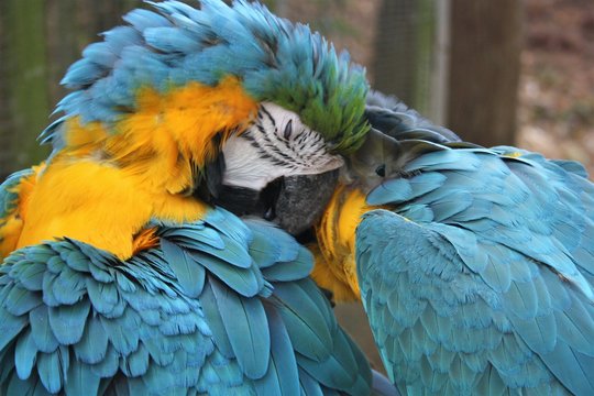 perroquets