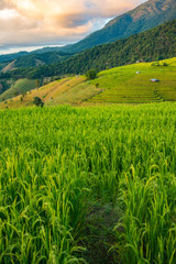 Green Terraced Rice Field in Pa Pong Pieng , Mae Chaem, Chiang Mai, Thailand