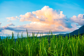 Green Terraced Rice Field in Pa Pong Pieng , Mae Chaem, Chiang Mai, Thailand