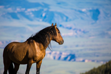 Pryon Mountain Mustangs - 170831159