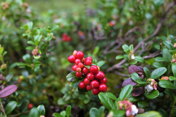 red cranberries in the forrest