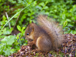 Cute little baby squirrel eating a cone.