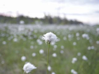 White tussock cottongrass flowers growing in Finnish nature.
