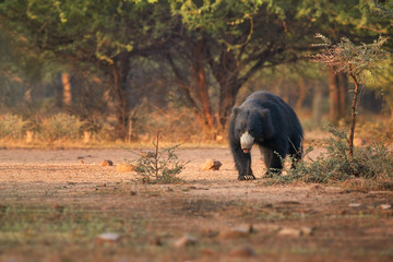 Fototapeta na wymiar Isolated, wild sloth bear, Melursus ursinus in natural environment of dry forest. Insect eating bear with long claws walking directly at camera in beautiful light. Ranthambore national park, India.