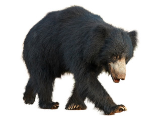 Close up, wild sloth bear, Melursus ursinus, isolated on white background, walking directly at...