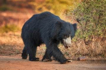 Close up, isolated, wild sloth bear, Melursus ursinus, on dusty road in Ranthambore national park, India. Insect eating bear with long claws walking along the camera, wildlife photography. © Martin Mecnarowski