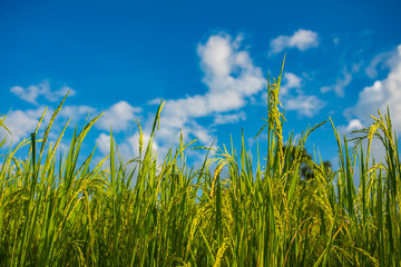Green Terraced Rice Field in, Mae Chaem, Chiang Mai, Thailand