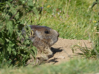 marmotte