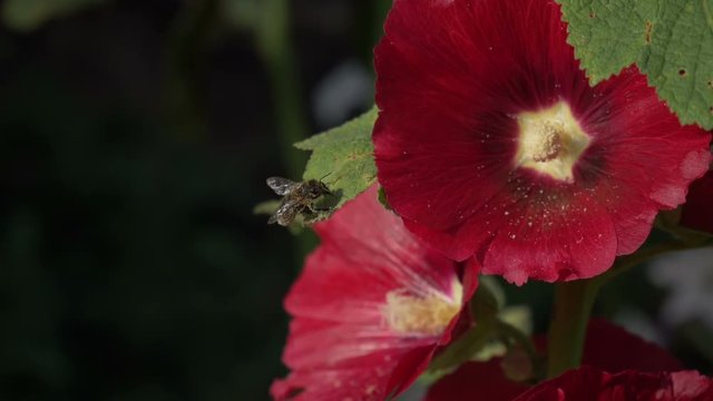 Bee cleans itself of pollen.