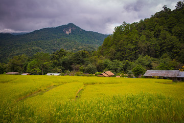 Green Terraced Rice Field in, Mae Chaem, Chiang Mai, Thailand