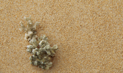 Coral carcass on white sand.