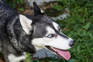 husky looking up