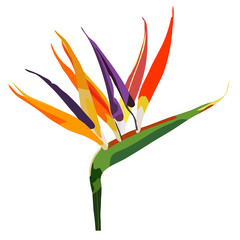 Bird of paradise flower (Strelitzia) isolated on white
