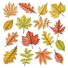Hand drawn autumn leaves set. Vector illustration