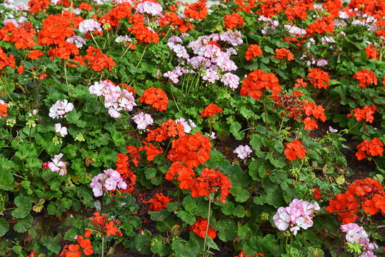 heaps of geranium flowers on a flowerbed