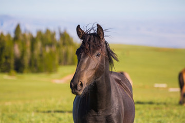 Pryon Mountain Mustangs