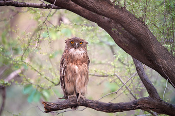 Brown Fish-owl, Ketupa zeylonensis, close-up beautiful big owl in its typical natural environment, perched on branch in indian forest, staring directly at camera. Wild animal. Ranthambore, India.