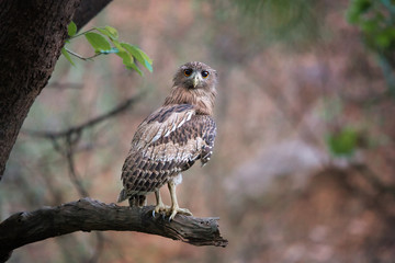Brown Fish-owl, Ketupa zeylonensis, curious big owl in its typical natural environment, perched on branch in indian forest in early morning, staring directly at camera. Wild animal.Ranthambore, India.