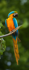 Vertical, close up photo of  Blue-and-yellow macaw, Ara ararauna, big colorful parrot perched on branch against dark green forest, Pantanal, Brasil.