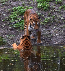 Fototapete bei efototapeten.de bestellen   