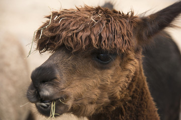 Fototapeta premium alpaca