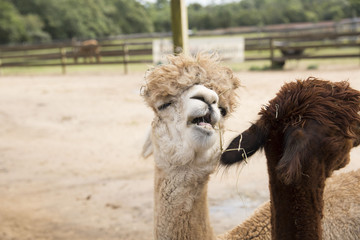 Obraz premium alpaca farm