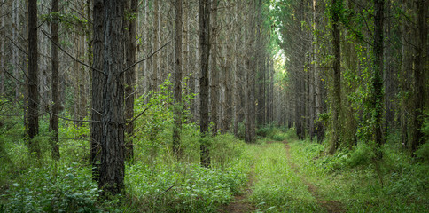 forestry plantations