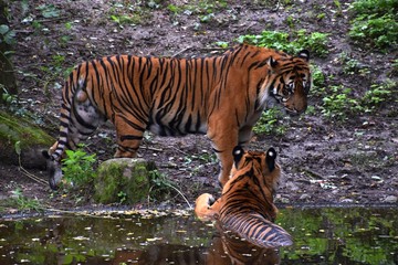 Fototapete bei efototapeten.de bestellen   