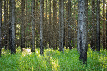 forestry plantations