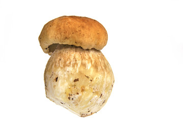 junger Steinpilz isoliert vor weißem Hintergrund (Boletus edulis)
