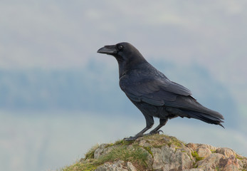 Raven