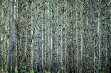 Fototapeta premium burning operations, forestry plantations