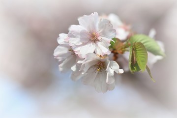 Fototapeta premium Beautiful background of white flowers cherry blossom or sakura flower with Morning fog faded.