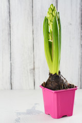 Spring time concept. Hyacinth and gardening tools over white background. Space for text
