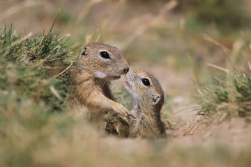 Naklejka na ściany i meble Little european ground squirrel sitting in the grass. (Spermophilus citellus). Two young ground squirrel are kissing. Wildlife scene from nature.