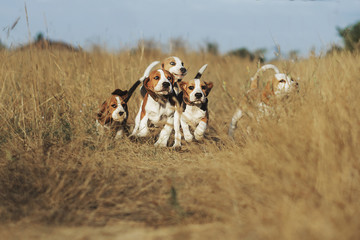 funny beagle puppy 