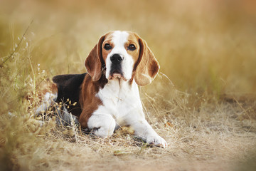 beauty beagle portrait