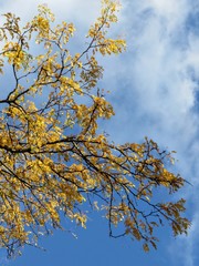 Yellow Autumn Leaves And Cloudy Blue Sky 