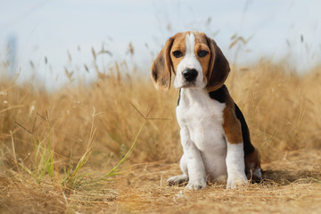 funny beagle puppy  - obrazy, fototapety, plakaty