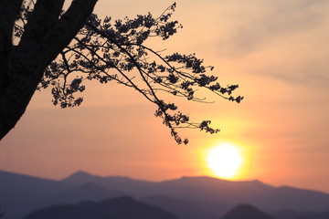 シルエットの桜